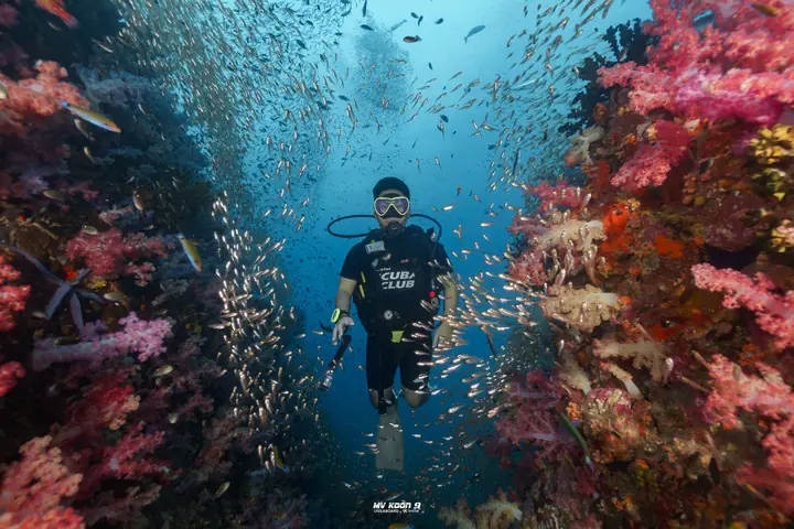 A diver among soft corals and a school of fish